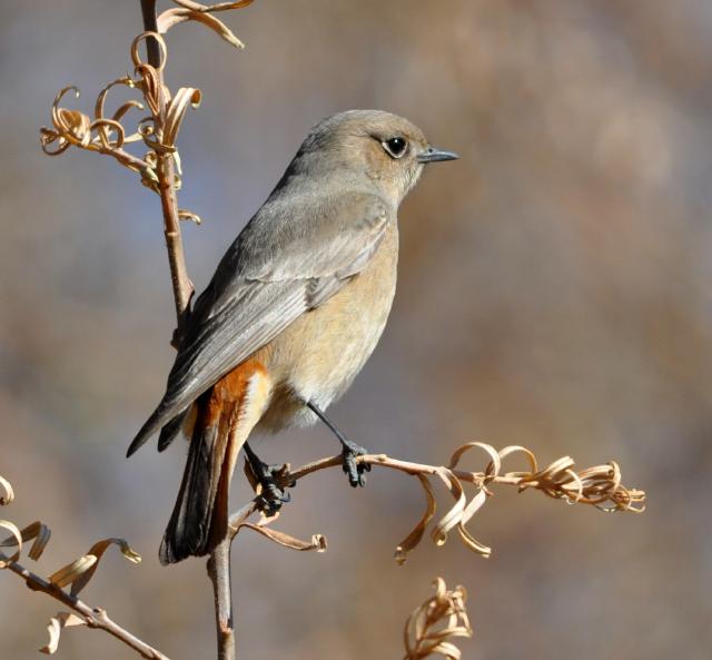 white winged redstart female on tree